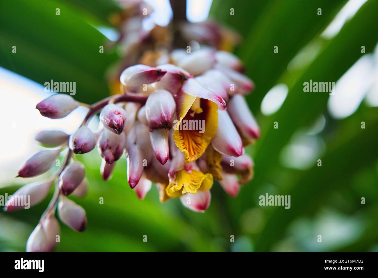 Closeup of Shell ginger flower inside the spice garden, Mahe, Seychelles Stock Photo