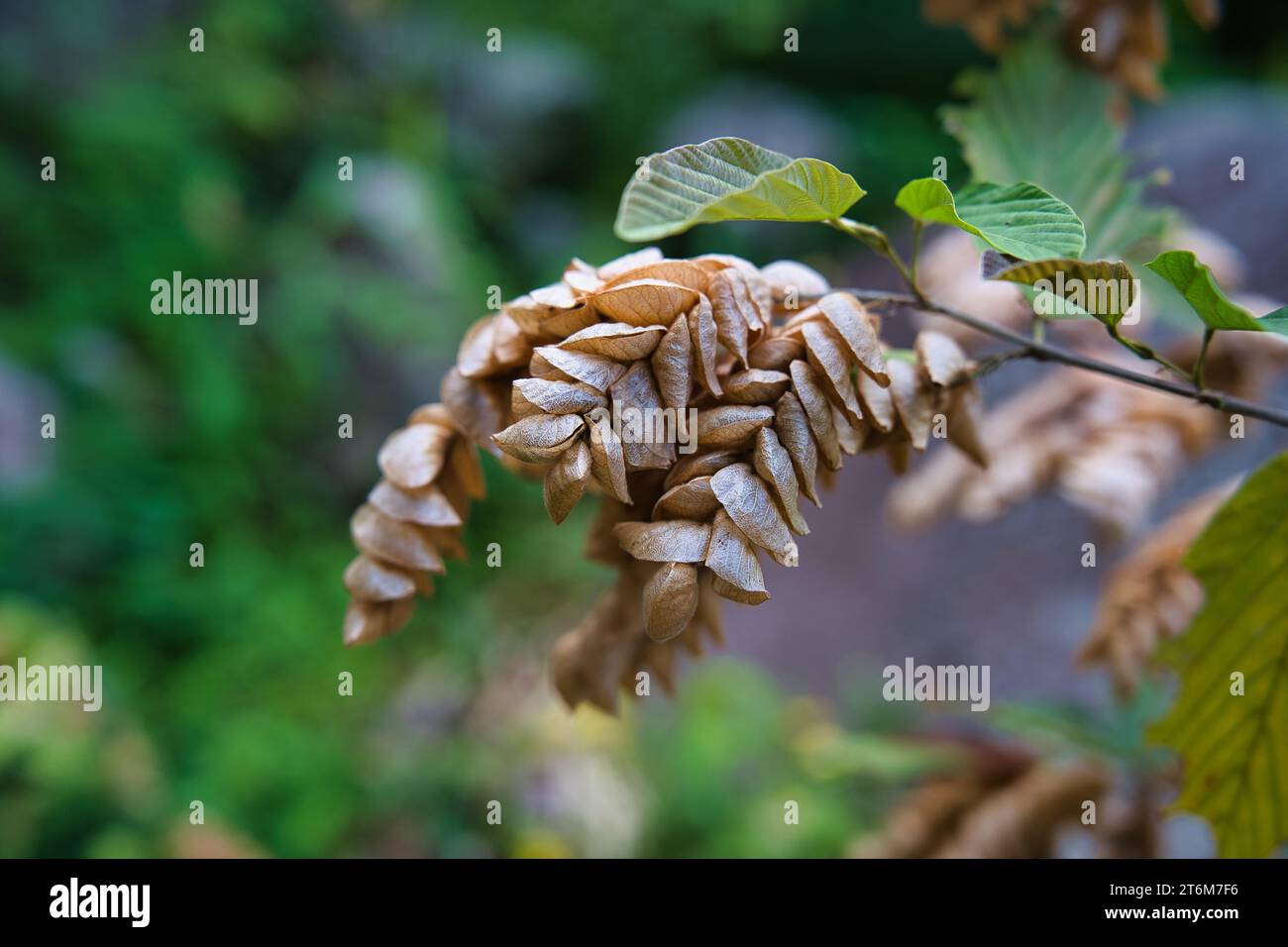 closeup of Flemingia strobilifera, commonly known as the luck plant or wild hops, is a perennial flowering plant in the legume family, subfamily Faboi Stock Photo