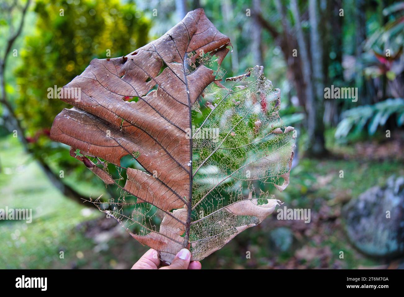 Beautiful rotting leaves, one side can see the midrib along with