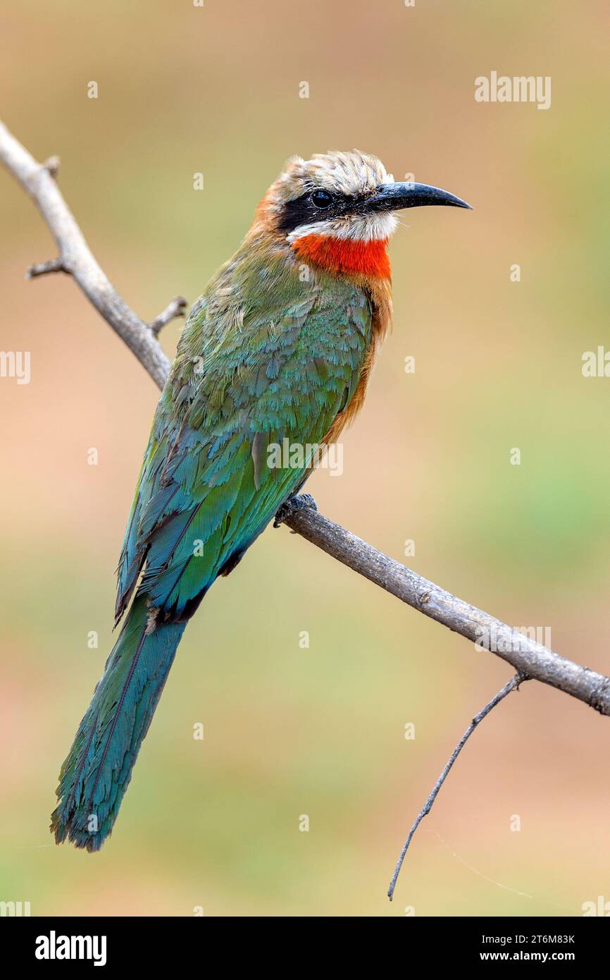 White-fronted Bee-eateer (Merops bullockoides) from Punda Maria area ...