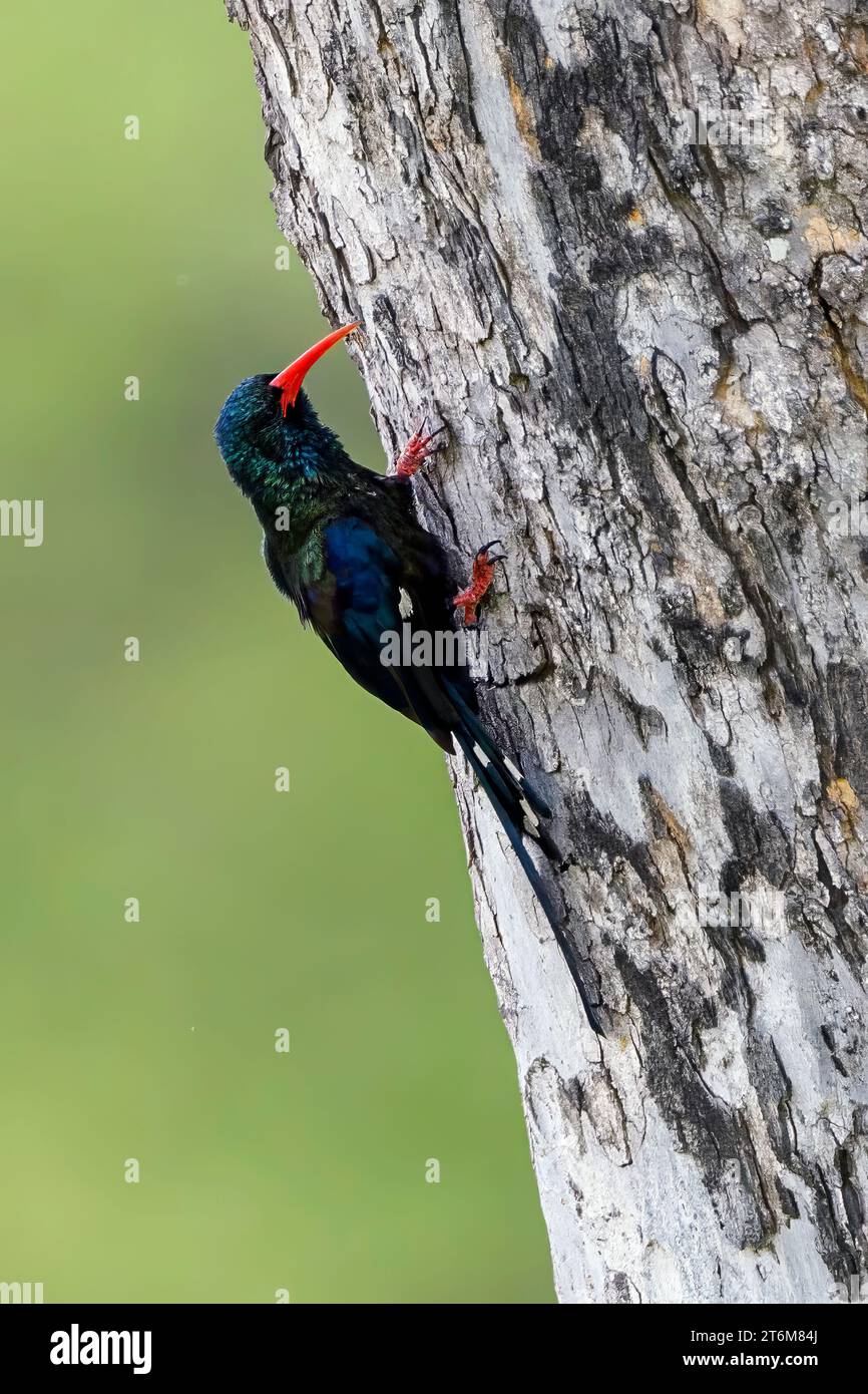 Green wood hoopoe (Phoeniculus purpureus) from Kruger NP, South Africa. Stock Photo