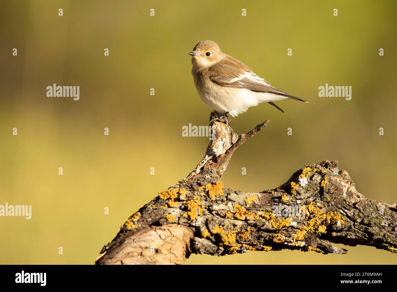 Pied flycatcher in winter plumage at the first light of an autumn day in a Mediterranean Stock Photo