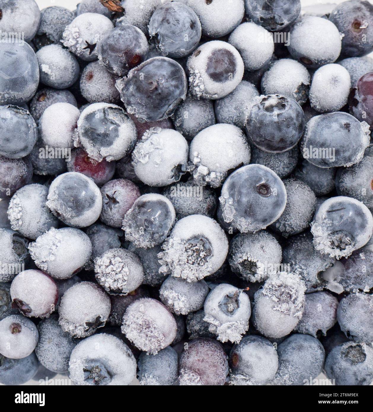 Frozen bog bilberry. Stock Photo
