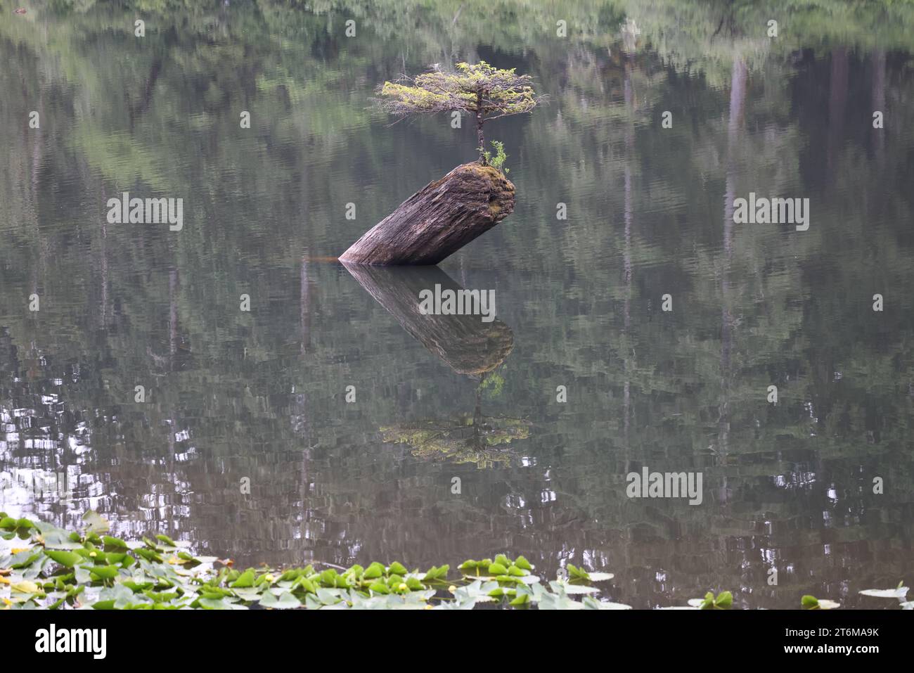 Fairy Lake Bonsai Tree (Vancouver Island) Canada Stock Photo Alamy