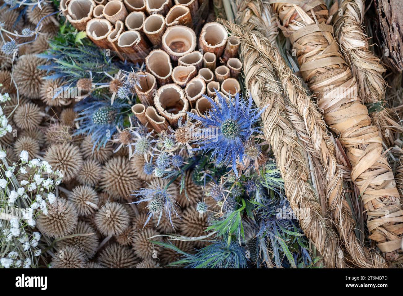 Mixed flowers backdrop. Floral background of echinops, eryngium and braids from dry plants in natural hues. Stock Photo
