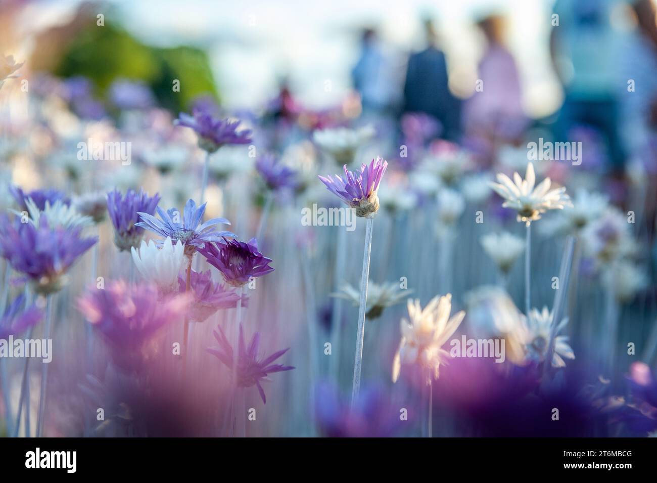 Floral carpet of white and purple flowers. Floral background made of  dried flowers. Stock Photo