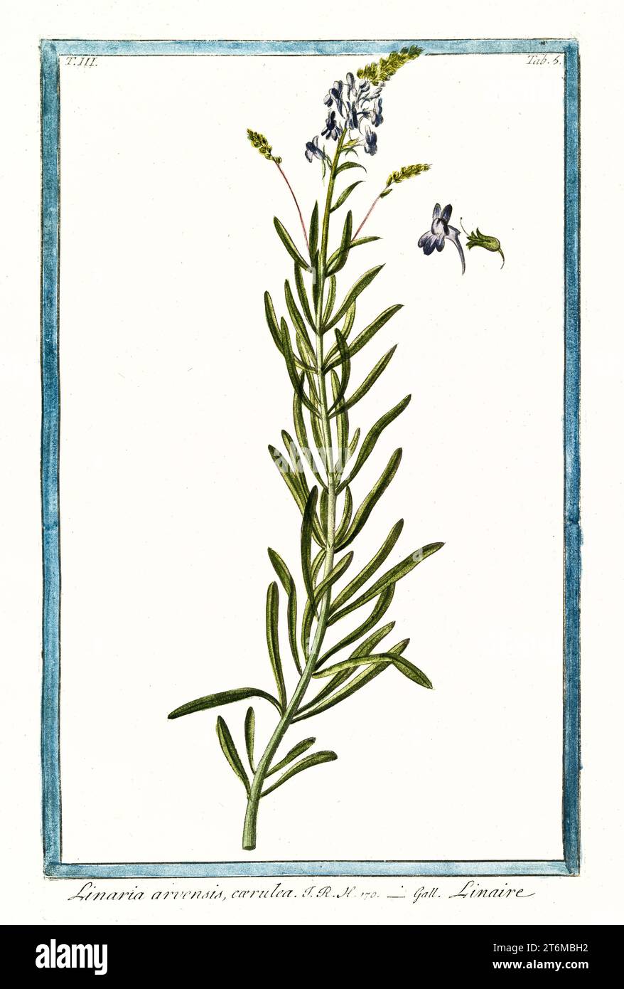 Old illustration of Blue Corn Toadflax (Linaria arvensis). By G. Bonelli on Hortus Romanus, publ. N. Martelli, Rome, 1772 – 93 Stock Photo