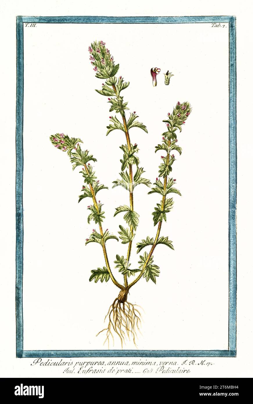 Old illustration of Pedicularis verticillata. By G. Bonelli on Hortus Romanus, publ. N. Martelli, Rome, 1772 – 93 Stock Photo