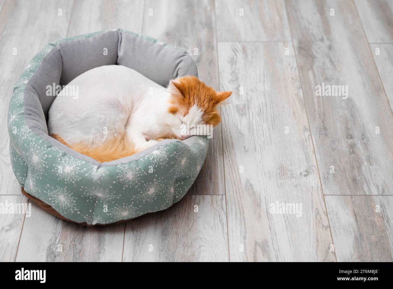 white cat with red spots sleeps in a bed. cat sleeps in a bed. shaggy