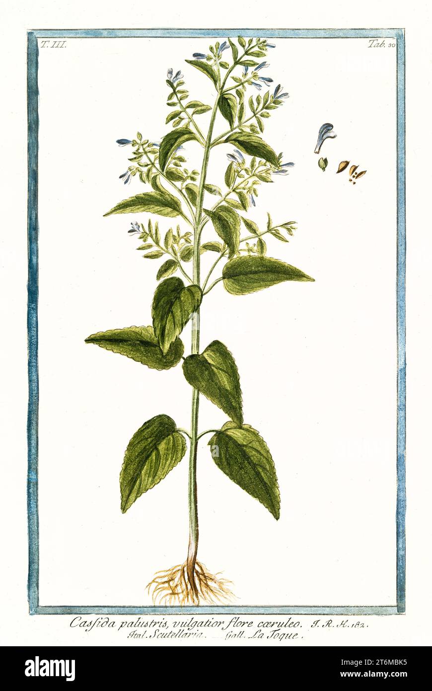 Old illustration of  Scutellaria galericulata. By G. Bonelli on Hortus Romanus, publ. N. Martelli, Rome, 1772 – 93 Stock Photo
