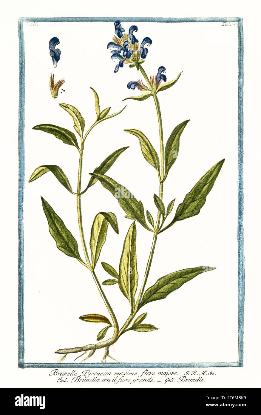 Old illustration of  Prunella grandiflora (Large-flowered selfheal). By G. Bonelli on Hortus Romanus, publ. N. Martelli, Rome, 1772 – 93 Stock Photo