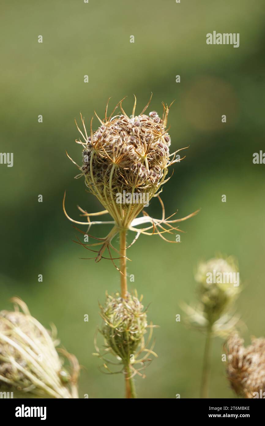 Seeds of wild carrot in summer Stock Photo