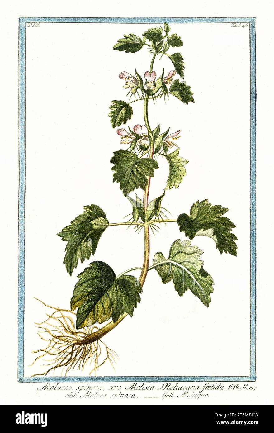 Old illustration of  Moluccella spinosa (Spiny molucca). By G. Bonelli on Hortus Romanus, publ. N. Martelli, Rome, 1772 – 93 Stock Photo