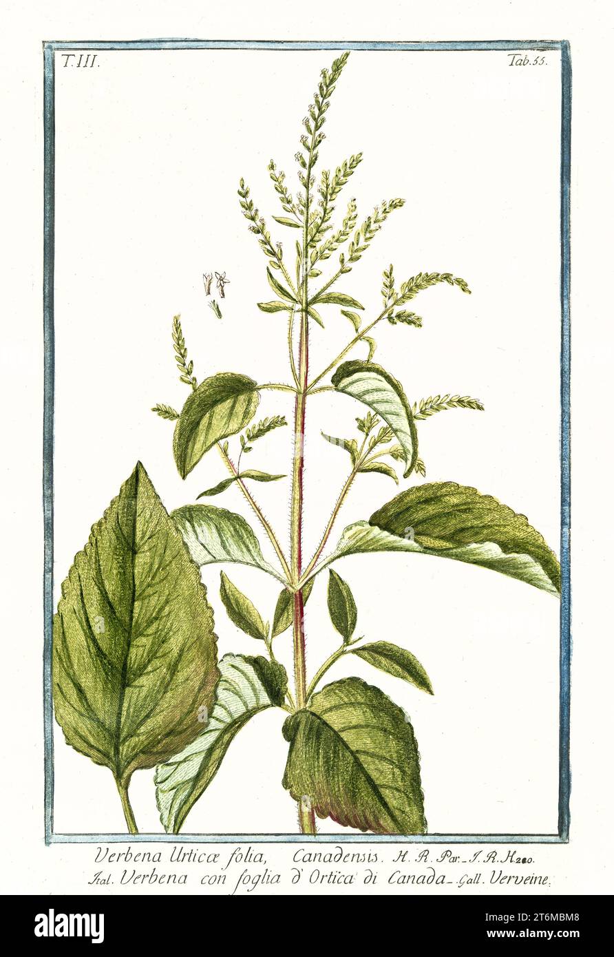 Old illustration of  Verbena urticifolia (Nettle-leaved vervain) By G. Bonelli on Hortus Romanus, publ. N. Martelli, Rome, 1772 – 93 Stock Photo