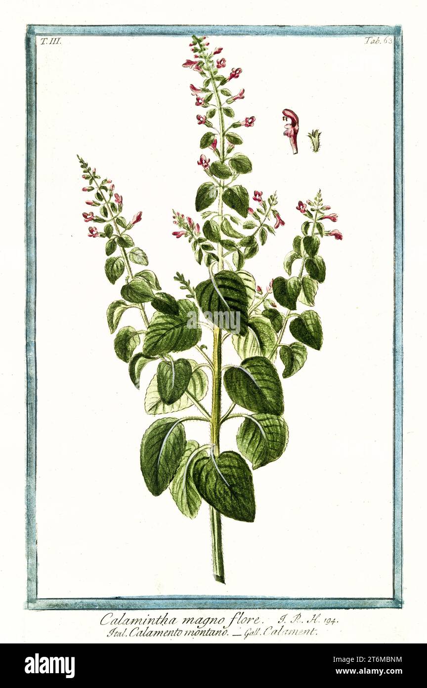 Old illustration of  Calamintha grandiflora (Large-flowered calamint)). By G. Bonelli on Hortus Romanus, publ. N. Martelli, Rome, 1772 – 93 Stock Photo