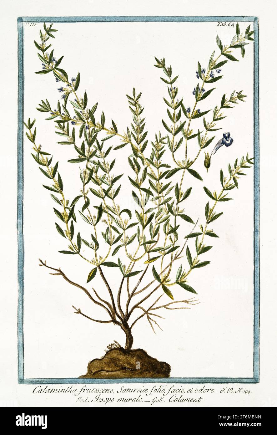Old illustration of  Calamintha nepeta (Lesser calamint)). By G. Bonelli on Hortus Romanus, publ. N. Martelli, Rome, 1772 – 93 Stock Photo