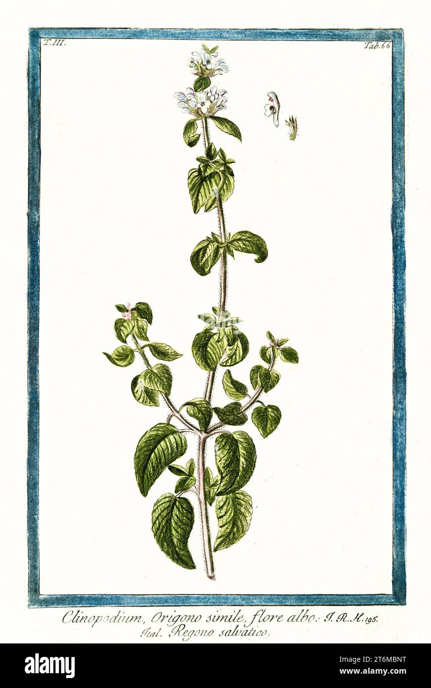 Old illustration of  Clinopodium vulgare (Wild basil). By G. Bonelli on Hortus Romanus, publ. N. Martelli, Rome, 1772 – 93 Stock Photo