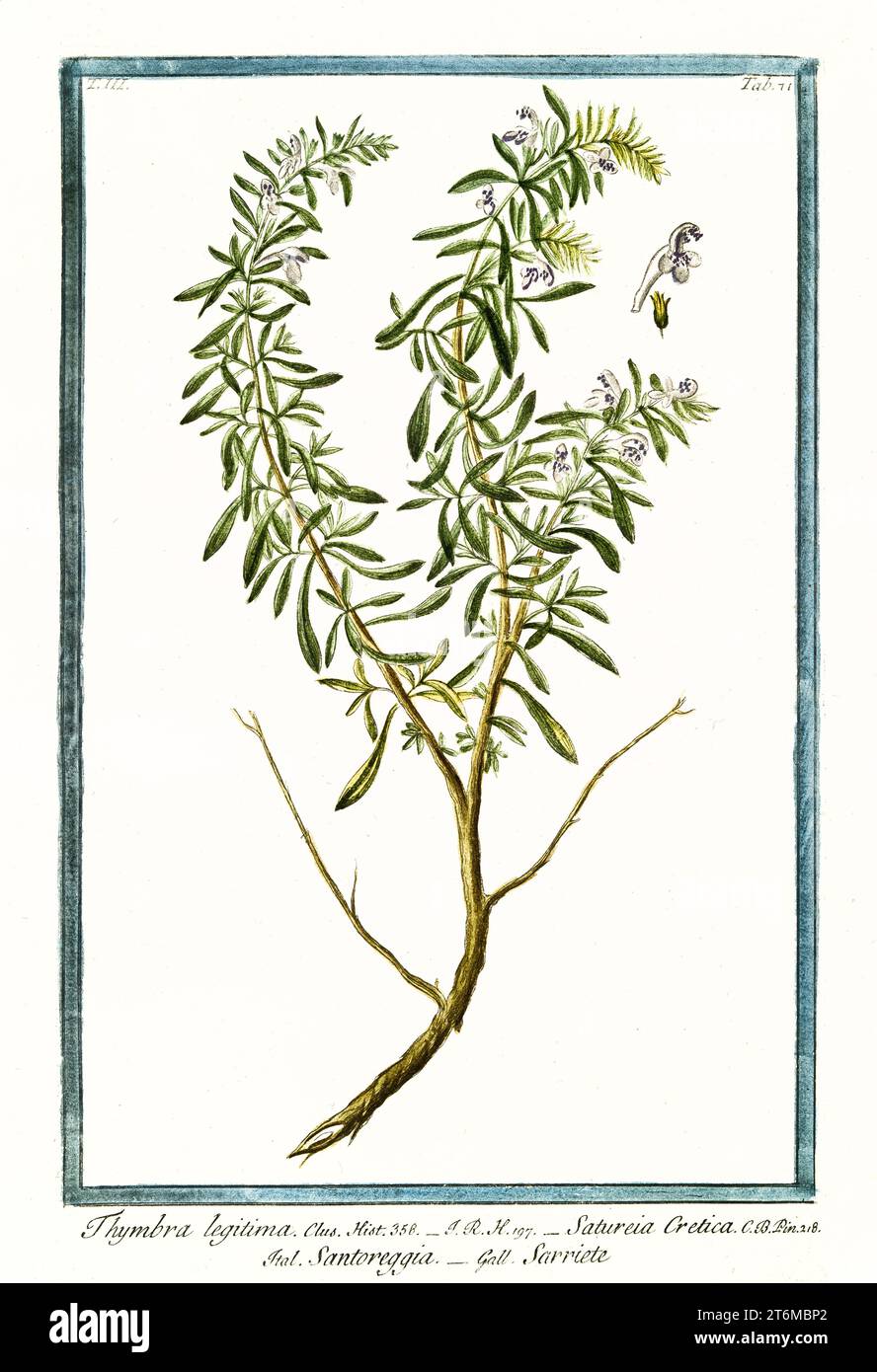 Old illustration of  Satureja montana (Winter savory). By G. Bonelli on Hortus Romanus, publ. N. Martelli, Rome, 1772 – 93 Stock Photo