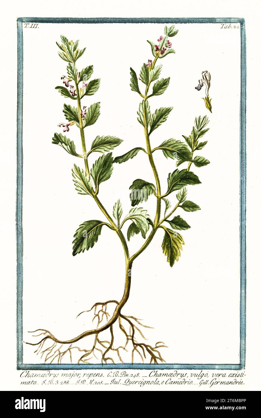 Old illustration of  Teucrium chamaedrys, (Wall germander). By G. Bonelli on Hortus Romanus, publ. N. Martelli, Rome, 1772 – 93 Stock Photo