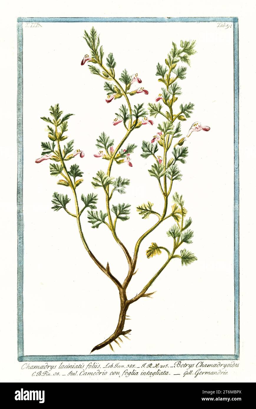 Old illustration of  Teucrium botrys (Cutleaf germander). By G. Bonelli on Hortus Romanus, publ. N. Martelli, Rome, 1772 – 93 Stock Photo