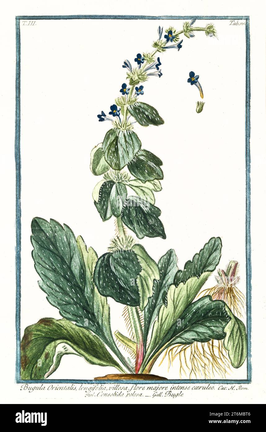 Old illustration of  Ajuga orientalis (Bugle). By G. Bonelli on Hortus Romanus, publ. N. Martelli, Rome, 1772 – 93 Stock Photo