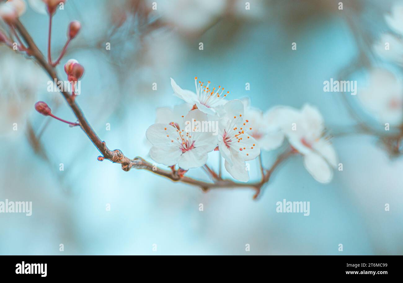 Beautiful Spring Blossom Flowers with Bokeh Stock Photo