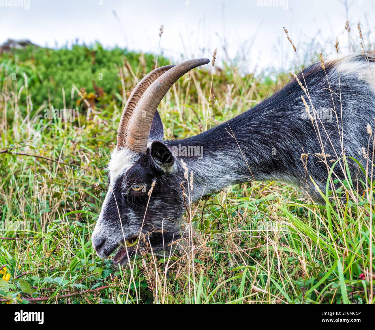 Feral goat at the Valley of Rocks, Lynton, north Devon, UK. Stock Photo