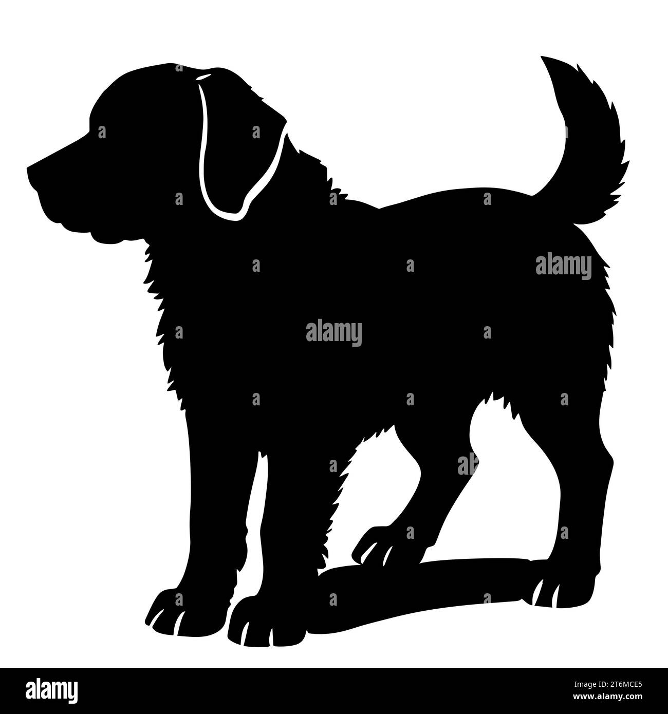 Black and white labrador retriever a breed known for its friendly and