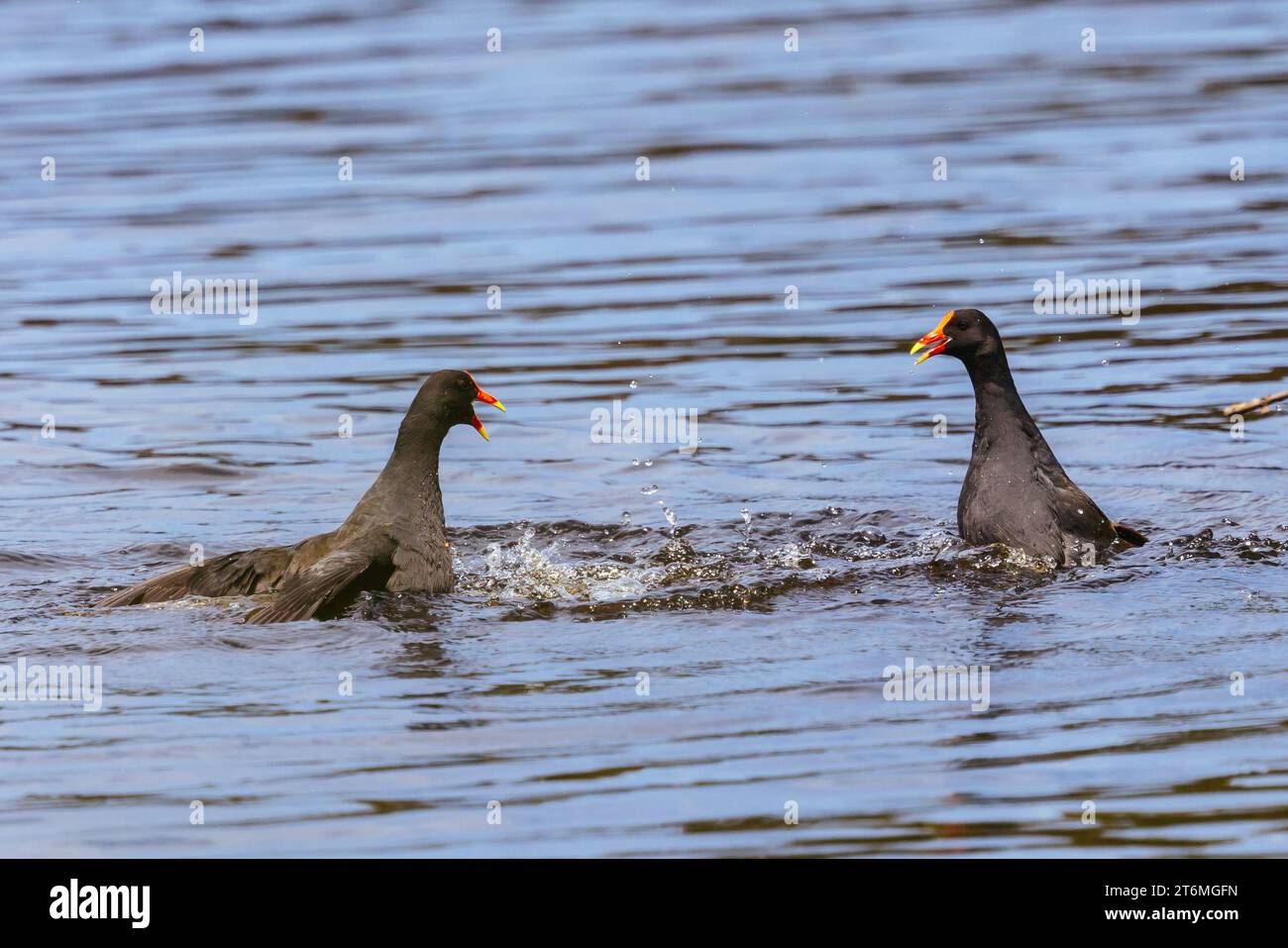 Dusky Moorhens fight over territory at Coolart Wetlands and Homestead in Somers on a hot spring day on the Mornington Peninsula, Victoria, Australia Stock Photo