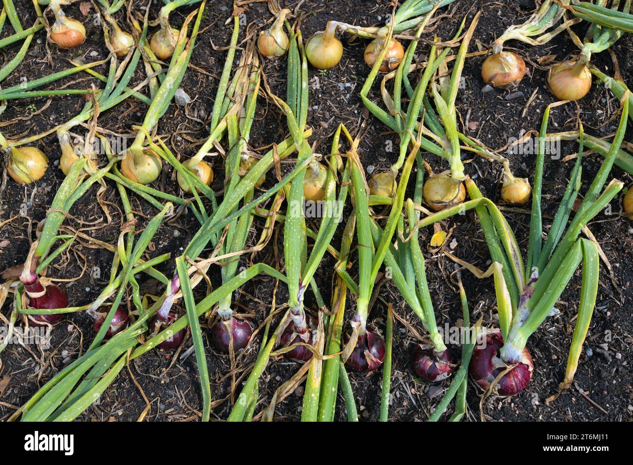 Red and yellow onion harvest drying in the sun, in the Walled Garden of