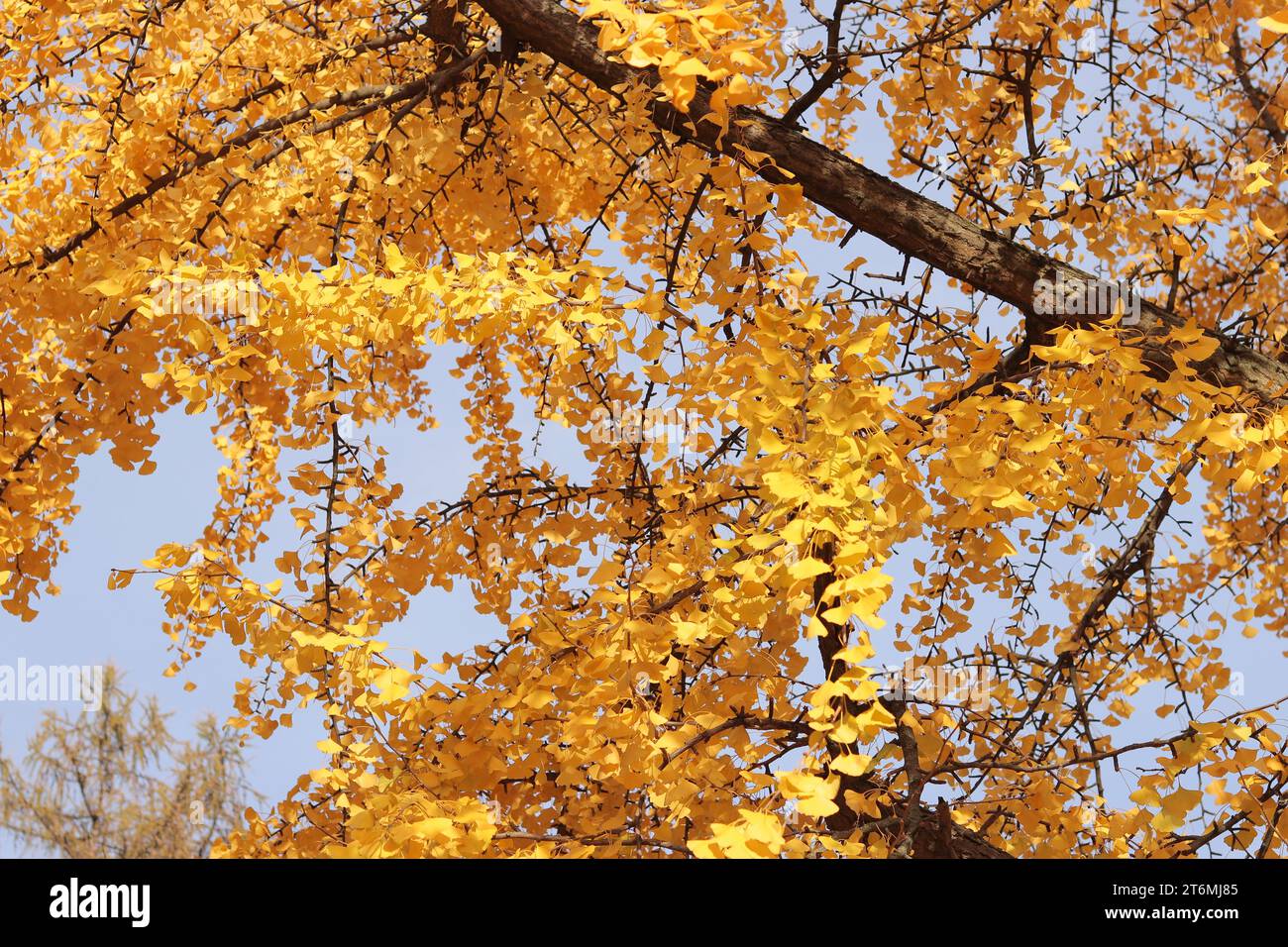 Ginkgo tree in autumn. Yellow leaves on tree branches against the sky. Change of season in nature Stock Photo