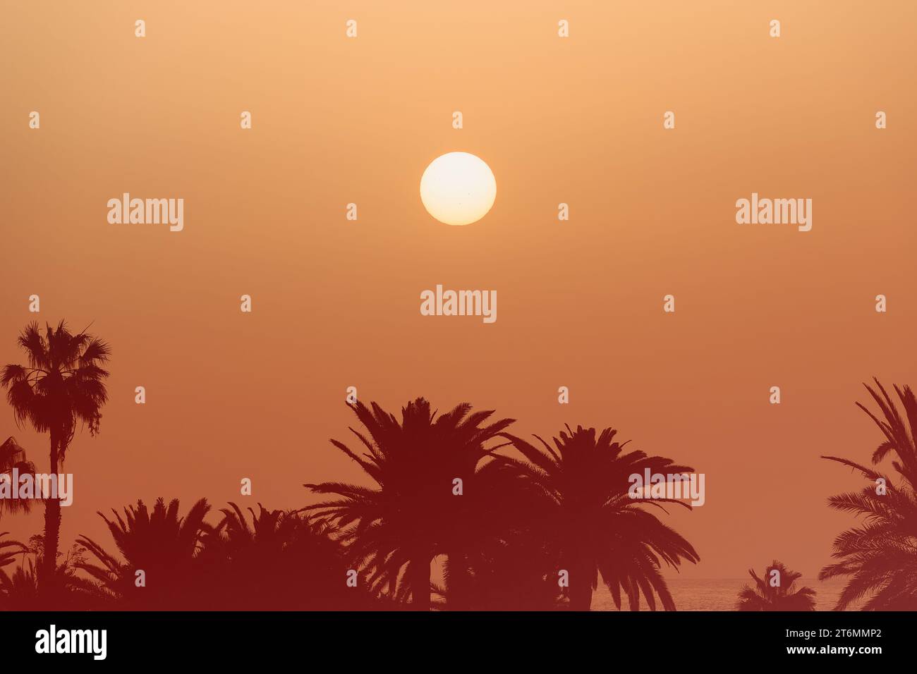 Hazy golden hour sunrise over the ocean with palm tree silhouette. Fuerteventura, Canary Islands, Spain. Stock Photo