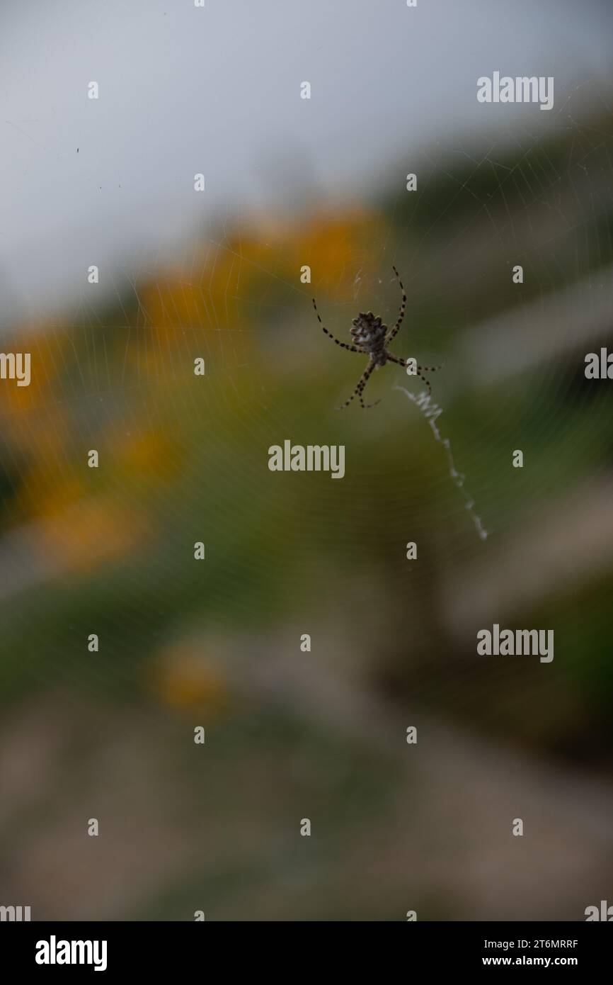 spider with webs on the window insect Stock Photo - Alamy