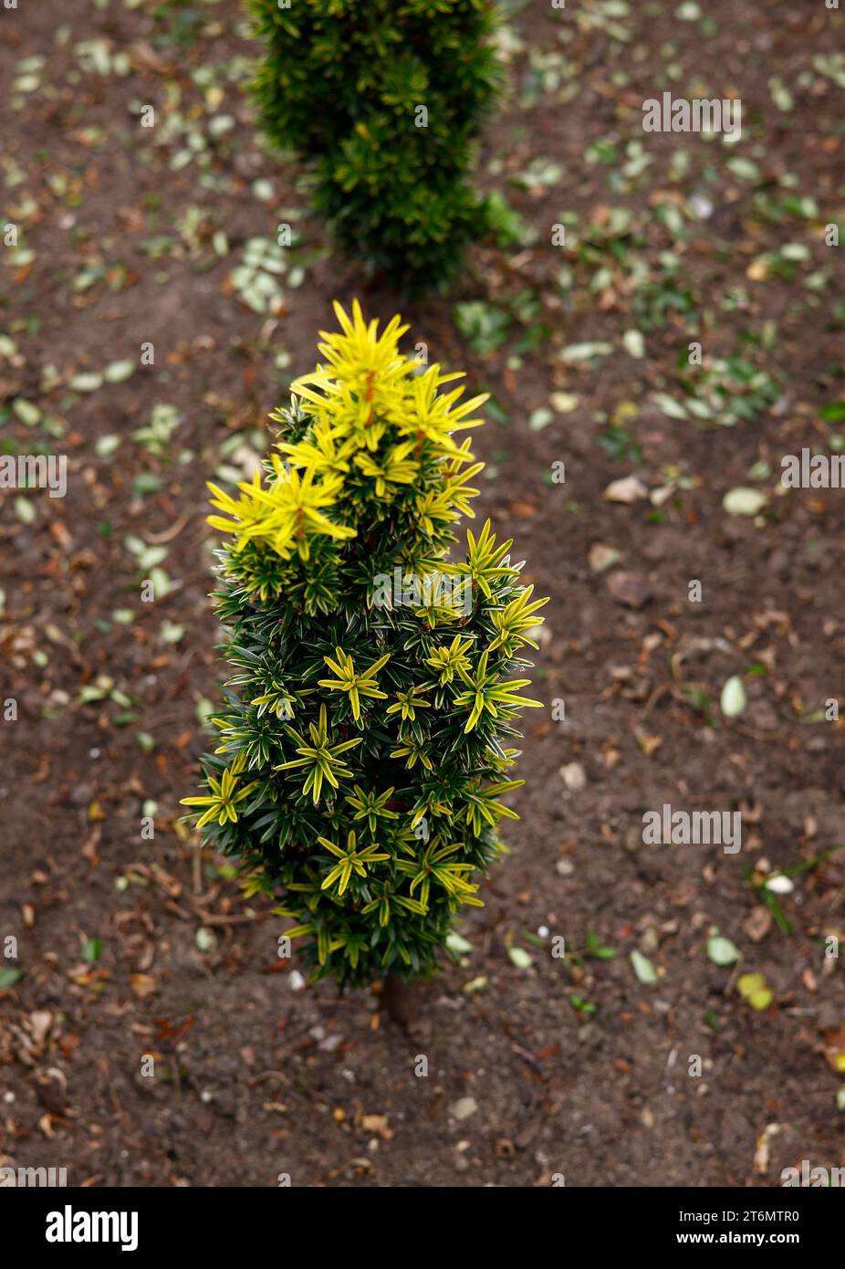 Closeup of the yellow and green leaves of the evergreen slow and miniature growing hardy perennial garden plant taxus baccata icicle. Stock Photo