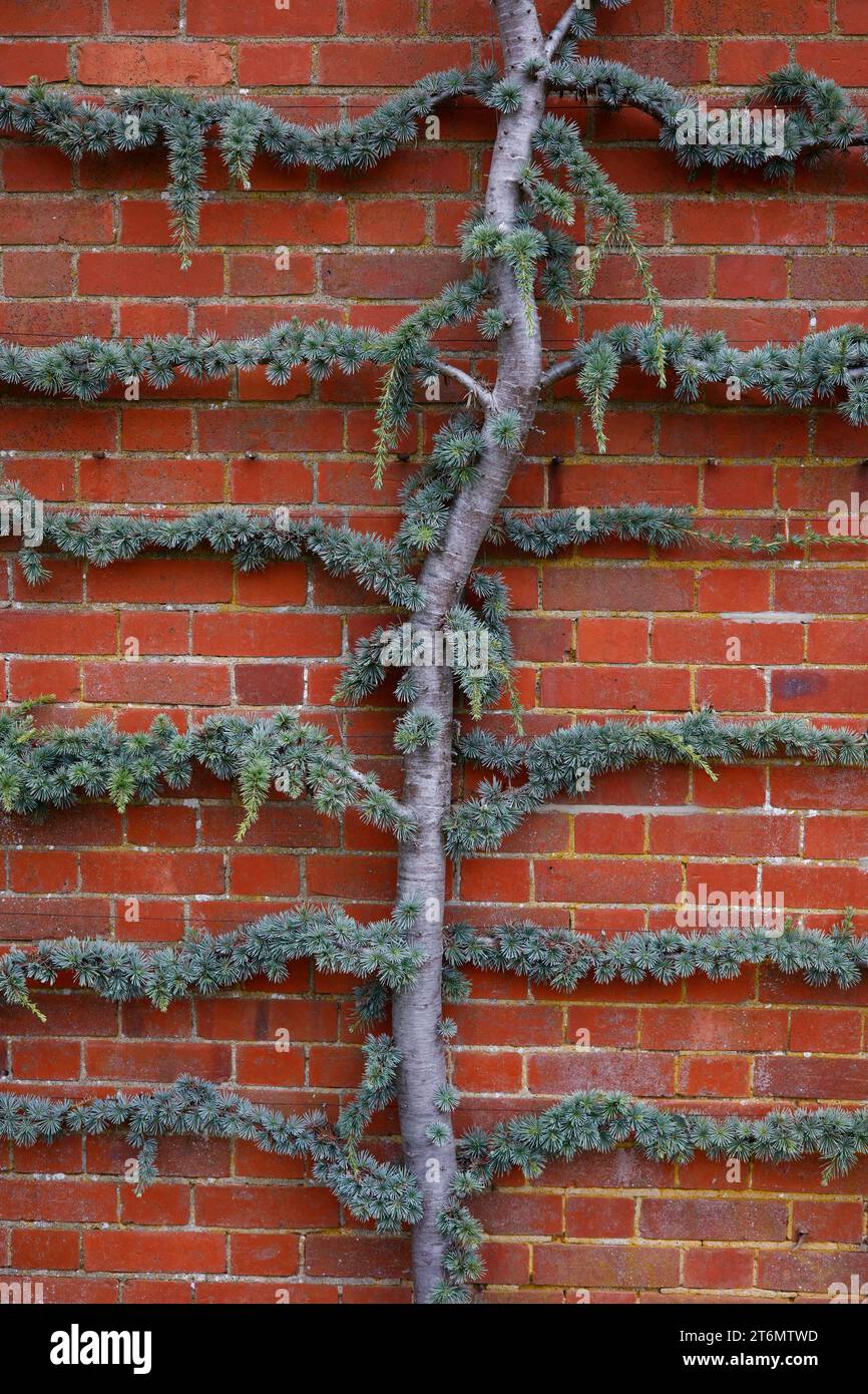 Closeup of the espalier grown evergreen garden tree Cedrus atlantica glauca pendula seen against a brick wall. Stock Photo