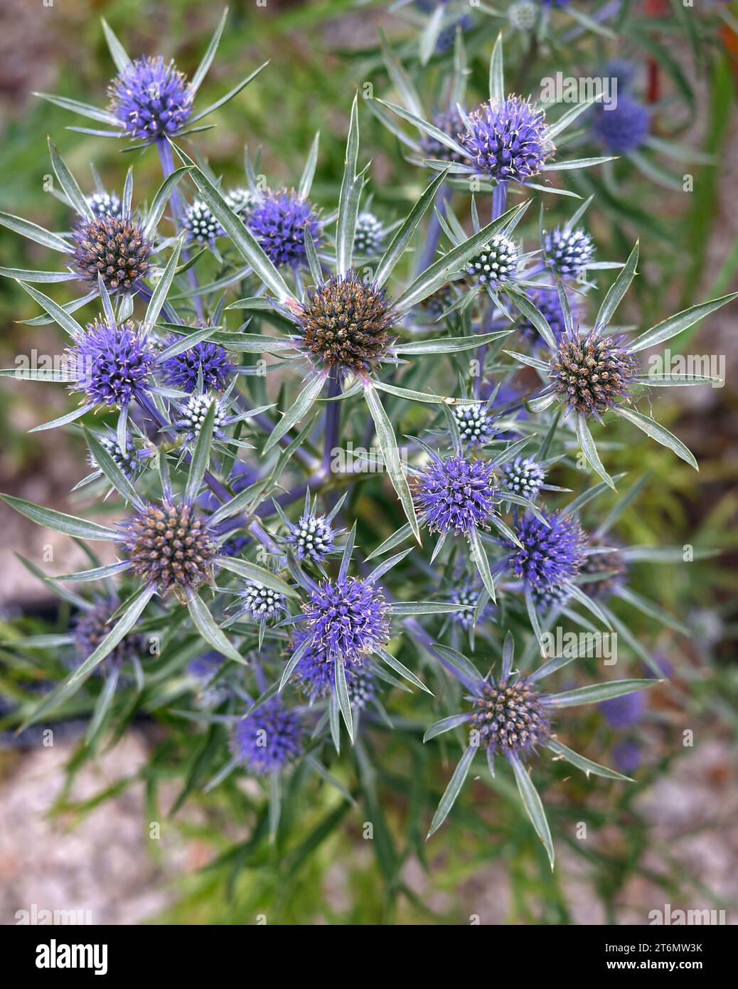 Closeup of the thistle-like flowers of the perennial garden plant eryngium amethystinum seen in late summer. Stock Photo