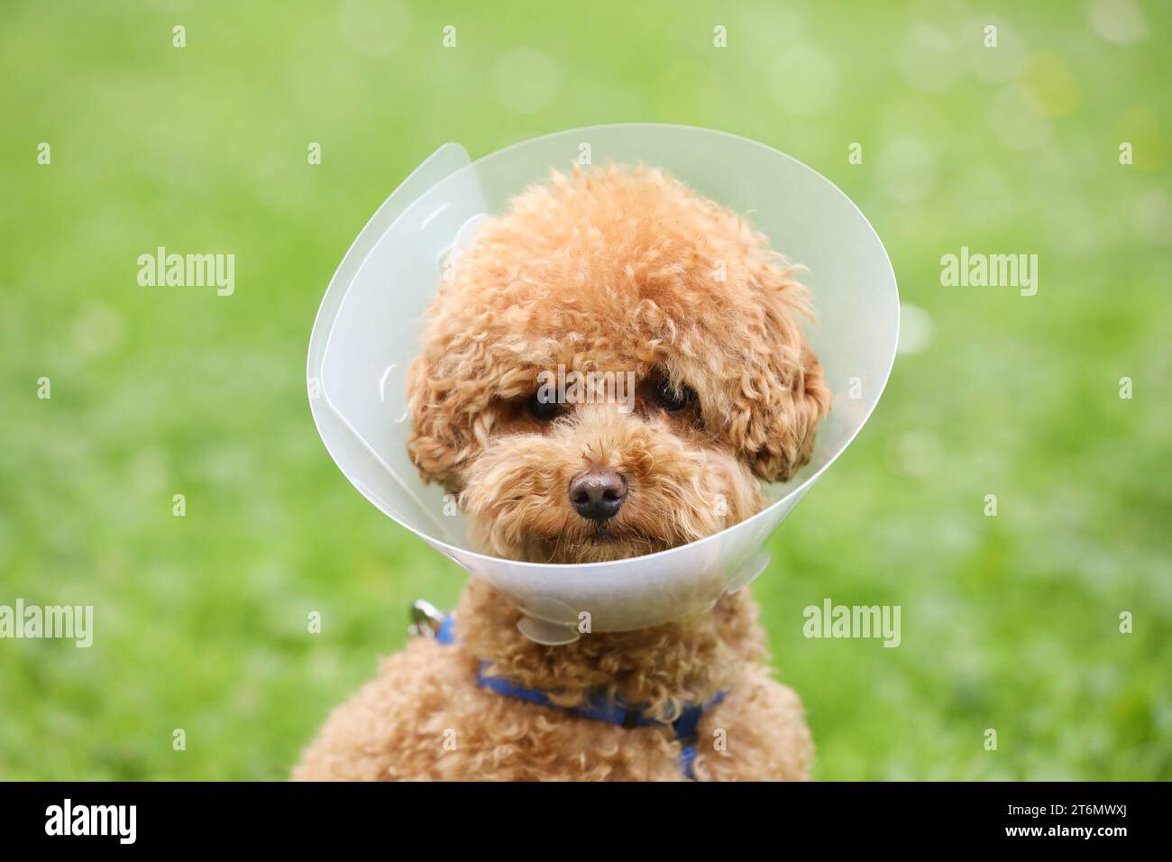 Cute Maltipoo dog wearing Elizabethan collar outdoors, closeup Stock