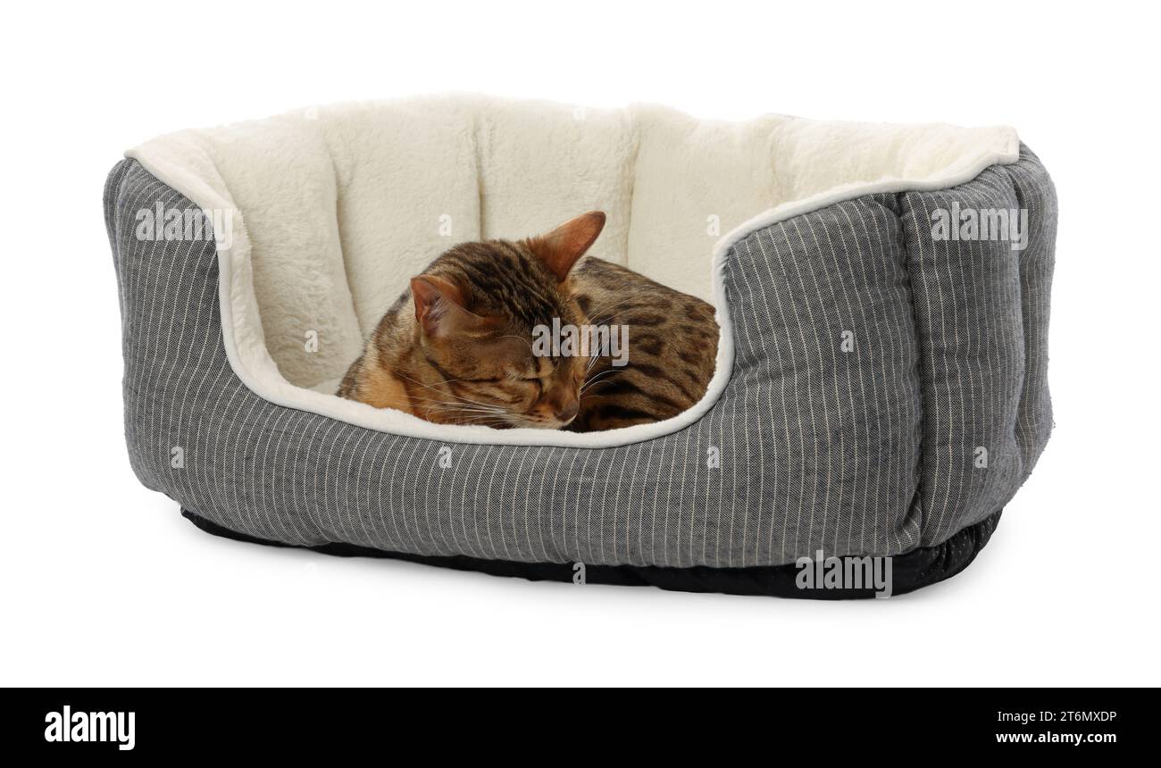 Cute Bengal cat lying on pet bed against white background Stock Photo Alamy