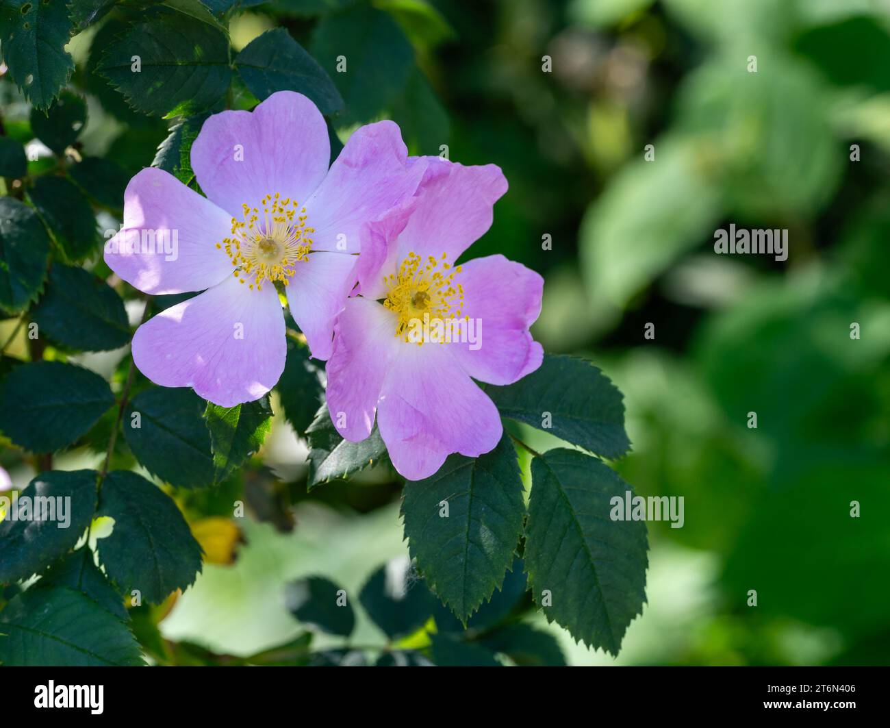 Rambler rose flower hi-res stock photography and images - Alamy