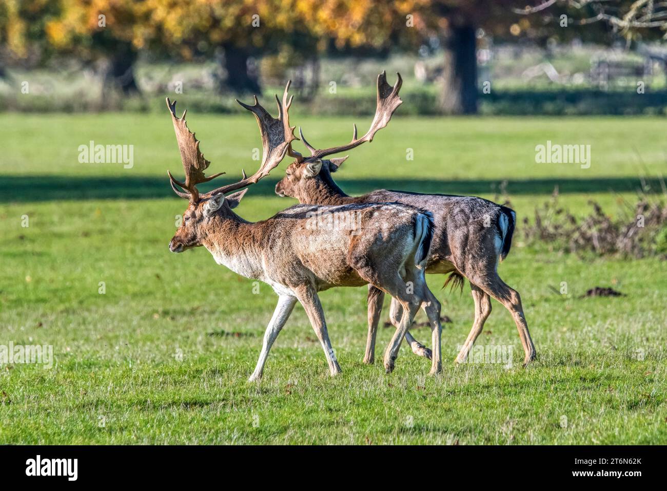 Two fallow deer stags, Dama dama,  parallel walking - part of the display during the sutumn rut. Holkham. Stock Photo
