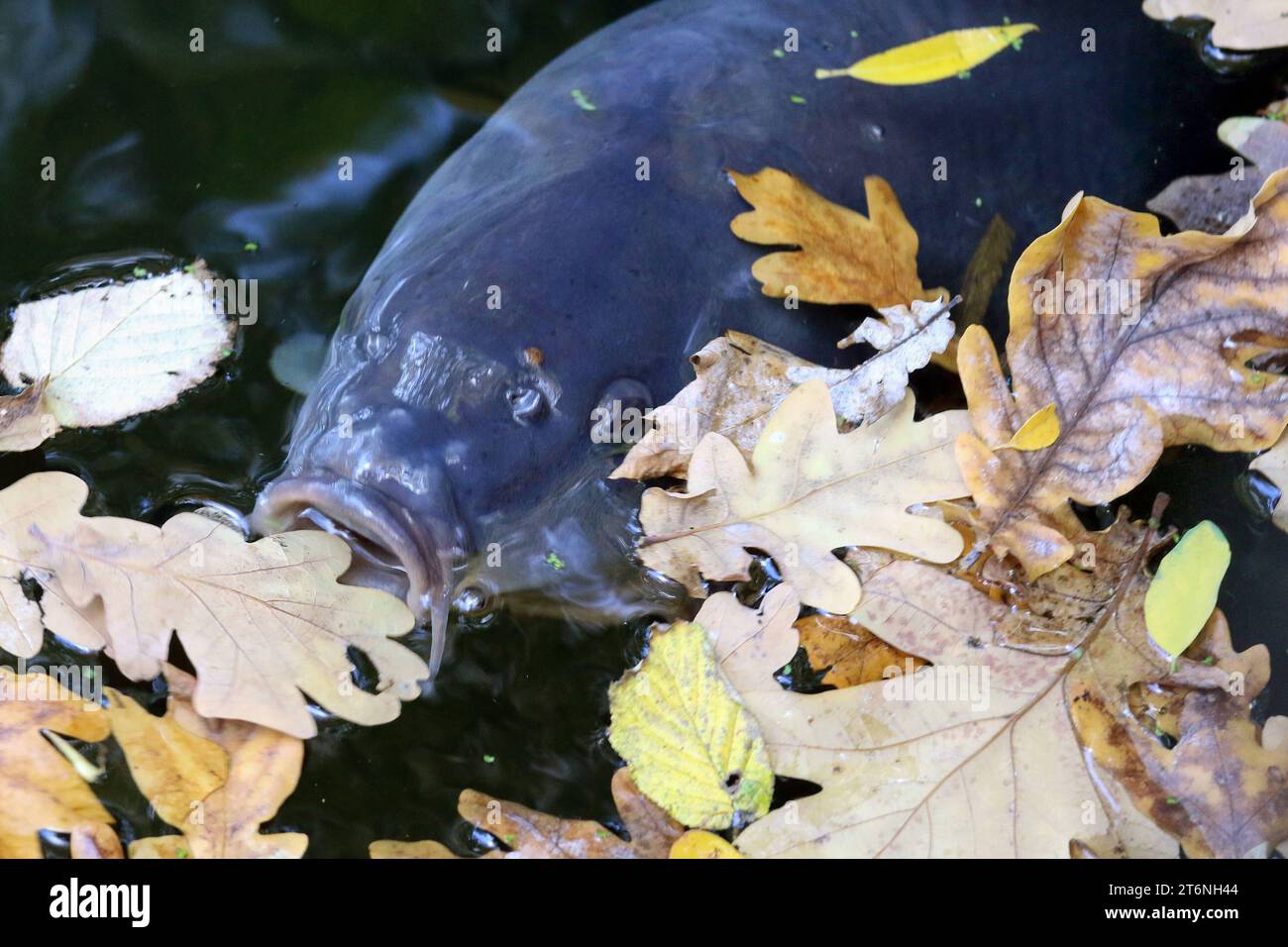 Suesswasserfisch hires stock photography and images Alamy