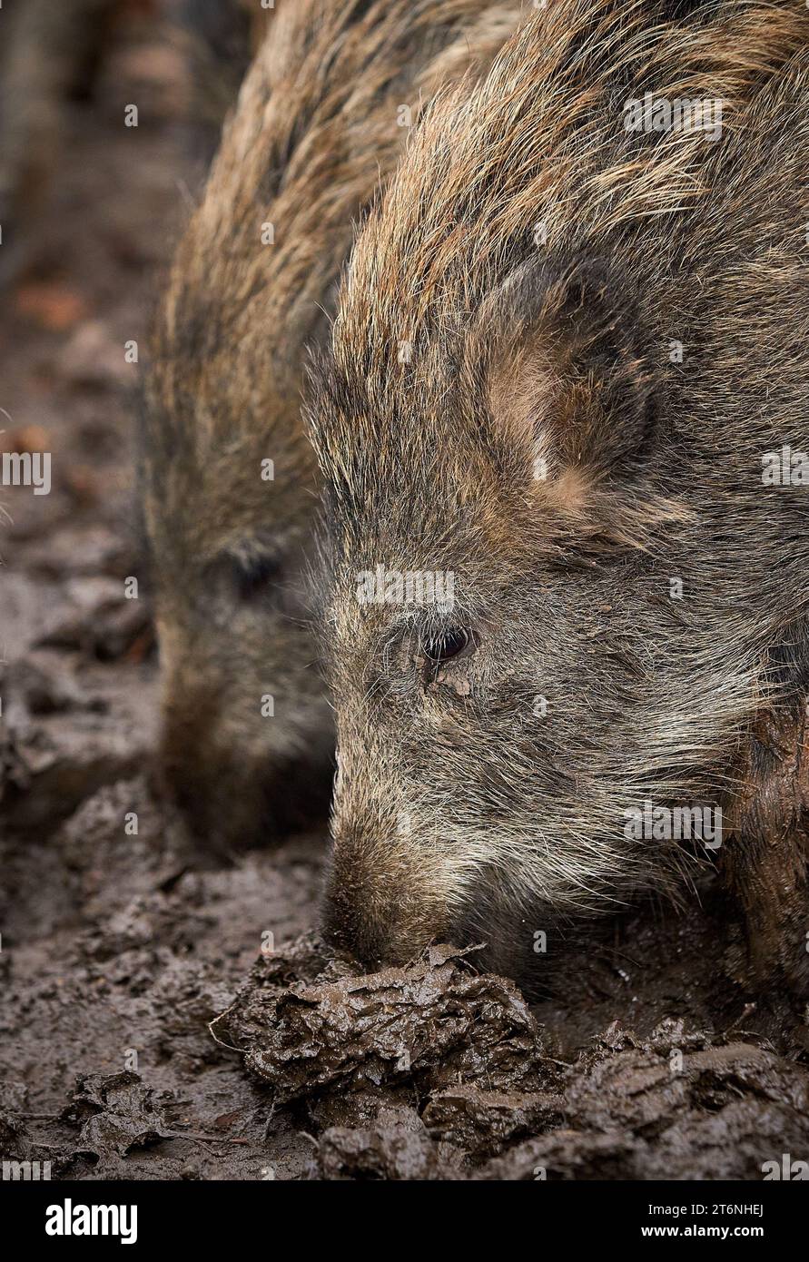 young wild broar sniffing for food in moody soil Stock Photo