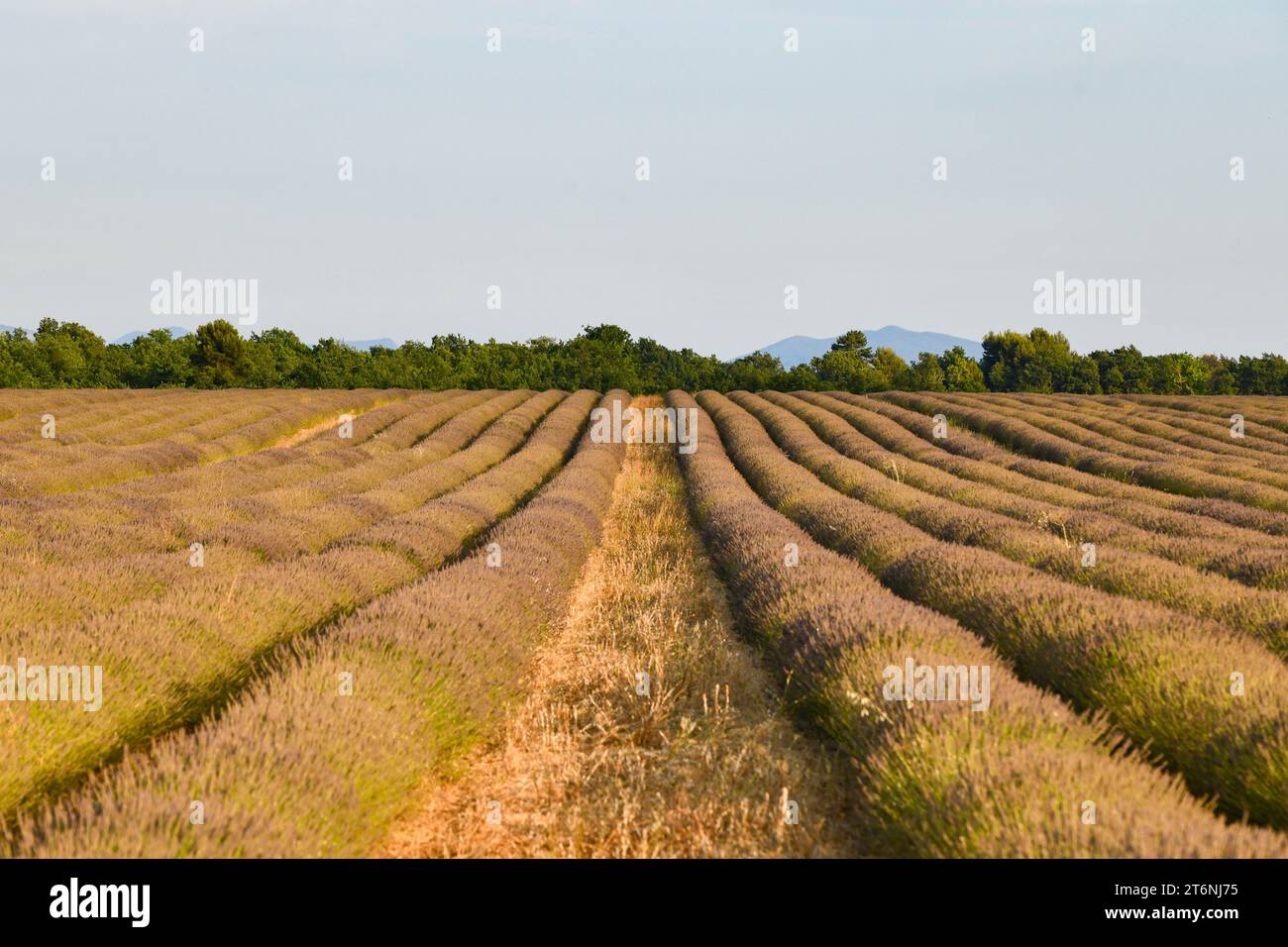 Lavender field along the Plateau de Valensole, Brunet, Alpes-de-Haute-Provence, France, Europe. Stock Photo