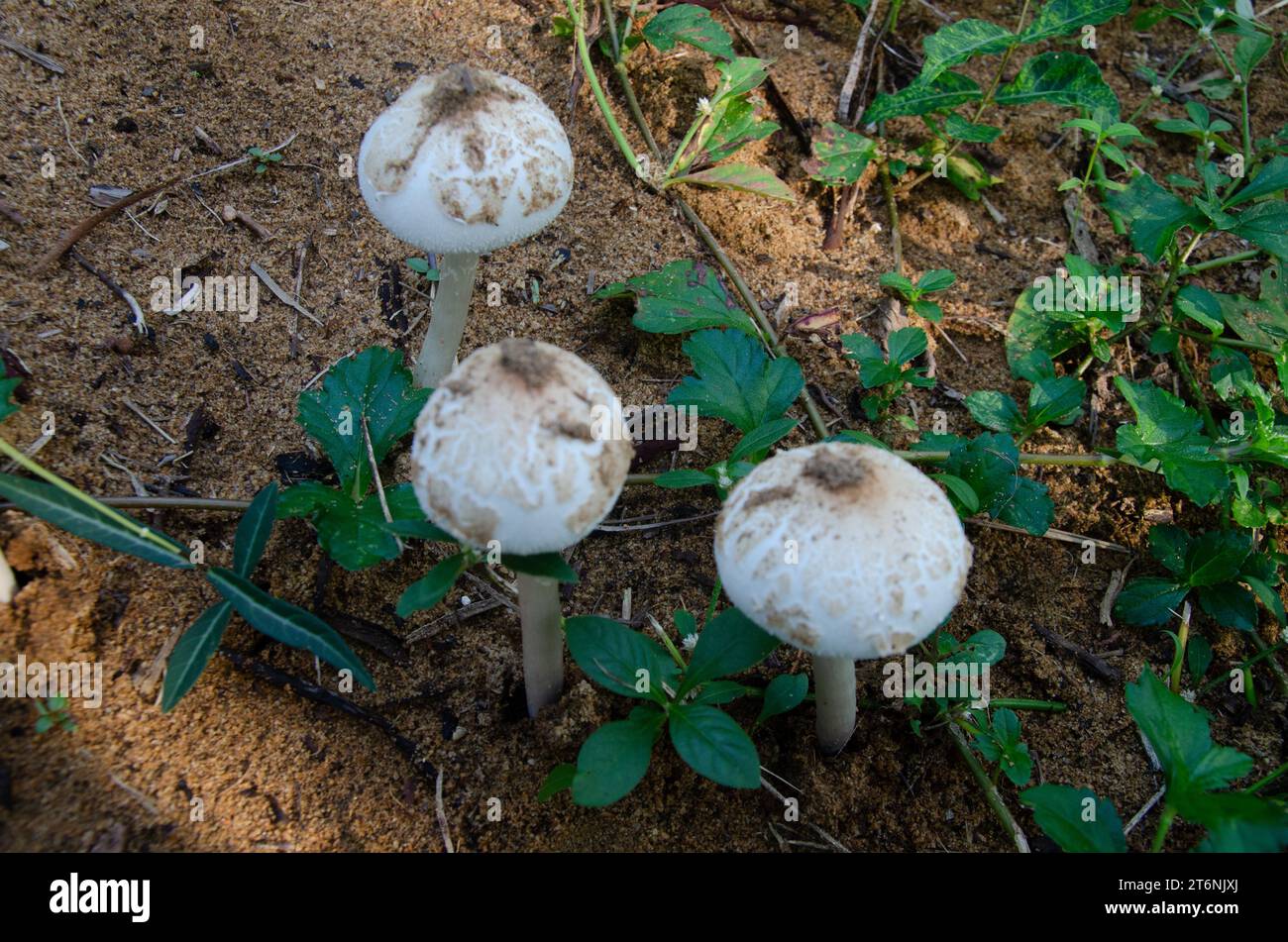Chlorophyllum molybdites (Belly of the world) mushrooms Stock Photo