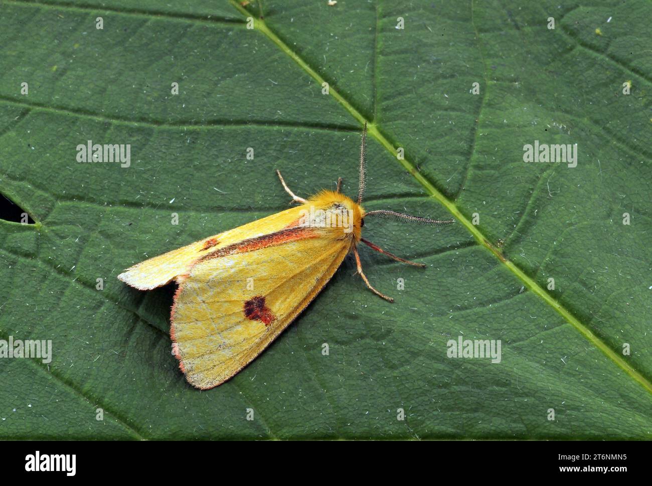 Clouded Buff moth (Diacrisia sannio) adult male at rest on leaf   Eccles-on-Sea, Norfolk, UK.           June Stock Photo
