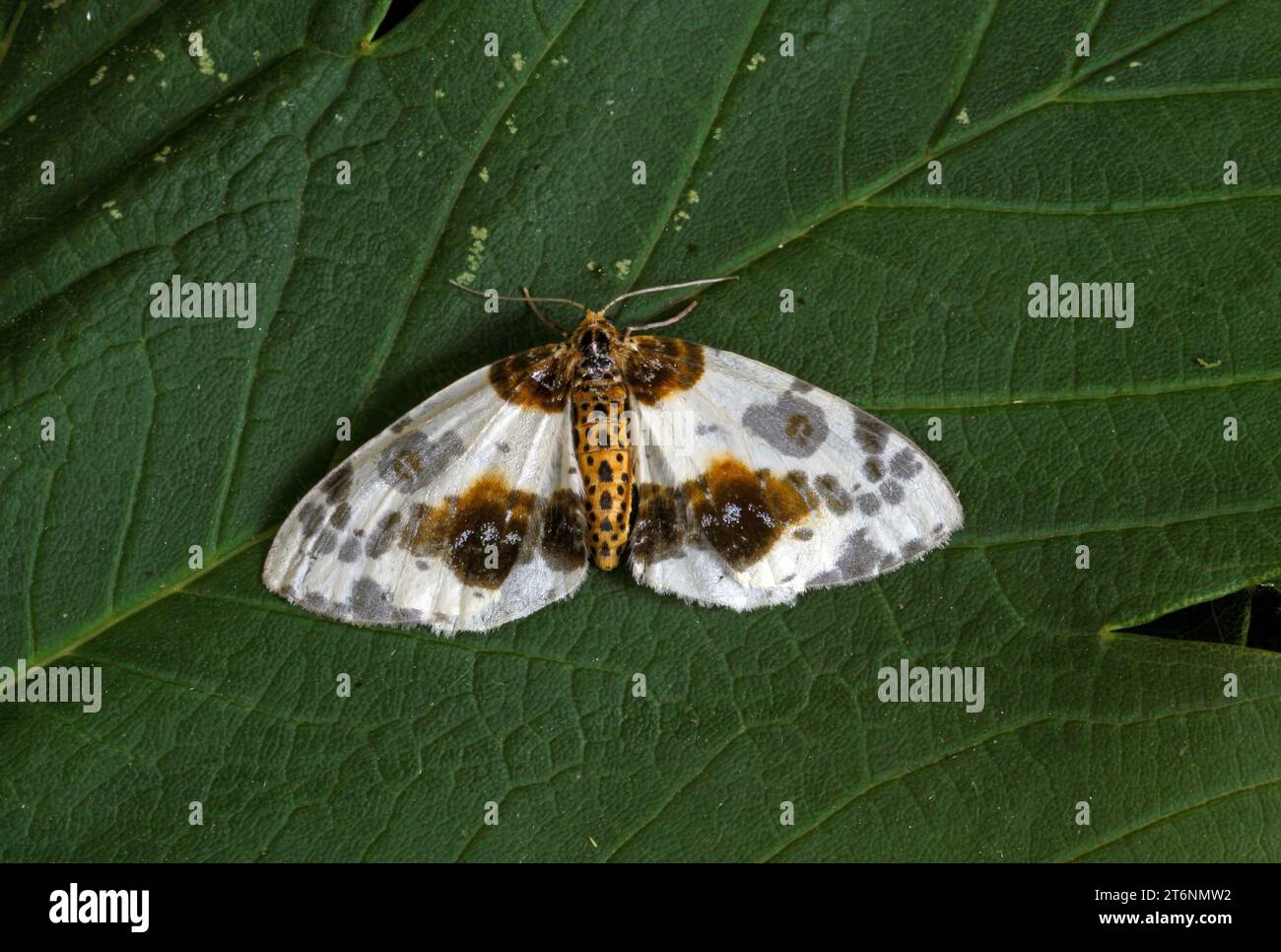 Clouded Magpie moth (Abraxas sylvata) adult at rest on leaf  Eccles-on-Sea, Norfolk, UK.           July Stock Photo