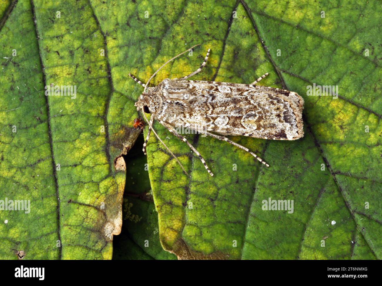 Coast Dart moth (Euxoa cursoria) adult at rest on leaf  Eccles-on-Sea, Norfolk, UK.              August Stock Photo