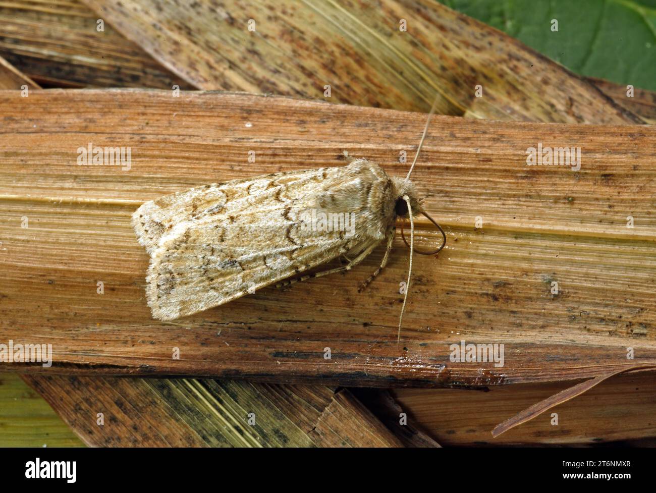 Coast Dart moth (Euxoa cursoria) adult at rest on dead vegetation  Eccles-on-Sea, Norfolk, UK.              August Stock Photo