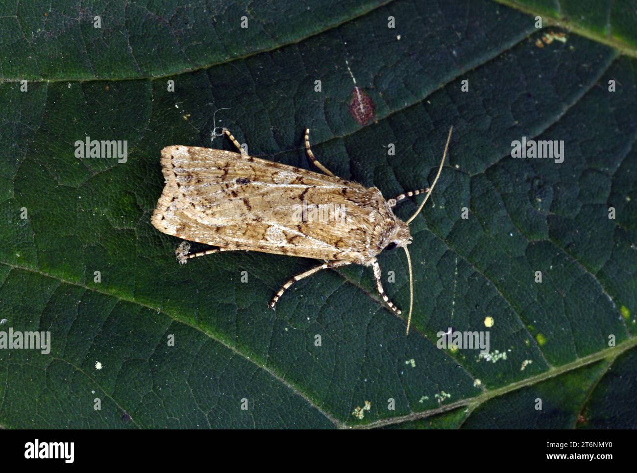 Coast Dart moth (Euxoa cursoria) adult at rest on leaf  Eccles-on-Sea, Norfolk, UK.              August Stock Photo