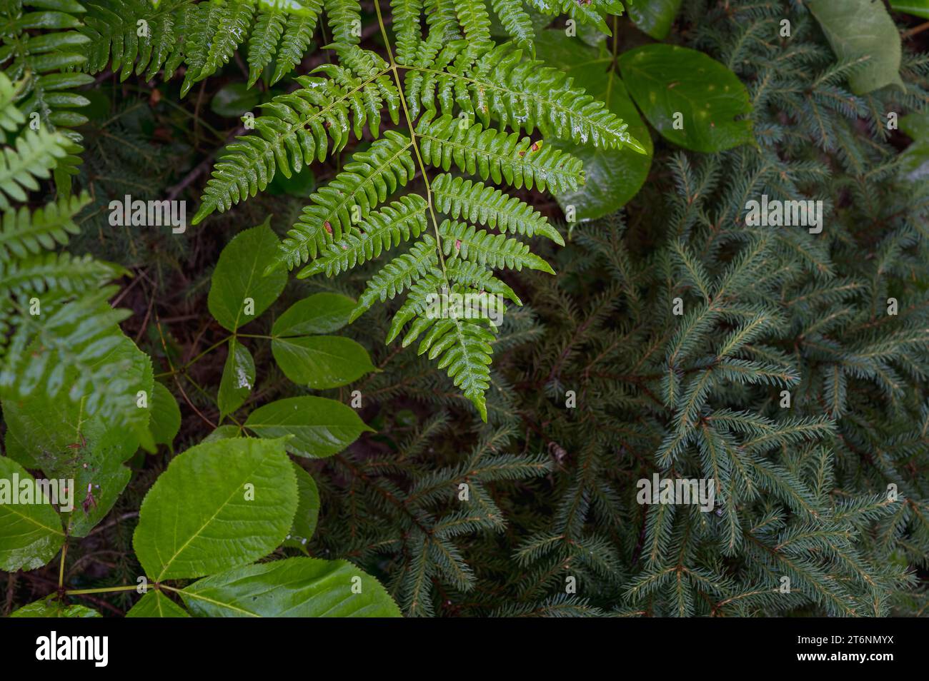 A close up of a green plant with lots of leaves Stock Photo
